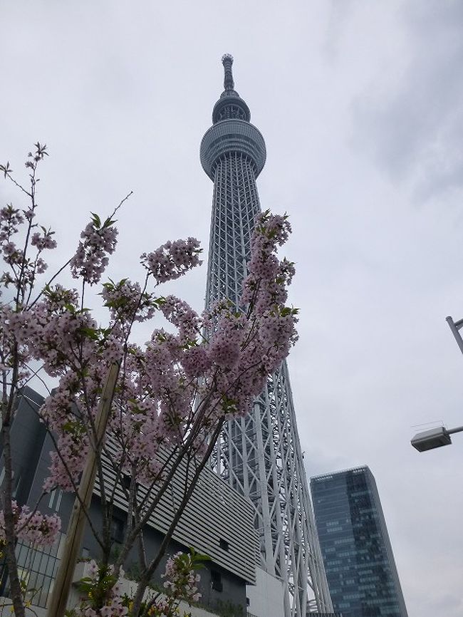 スカイツリーと遅咲き桜 浅草 東京 の旅行記 ブログ By Yo Haiさん フォートラベル