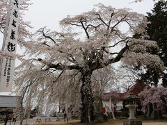 南信州　高森町「瑠璃寺」　源頼朝　寄進桜を観る