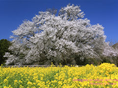 一心行の大桜。阿蘇の野の桜の巨樹に会いに行く。