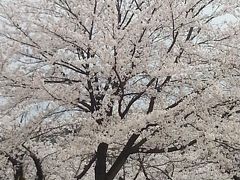 鶴岡公園の桜も見事です。