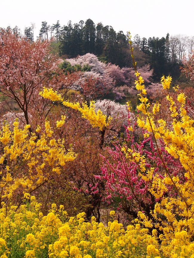 昨年、電車の中で見かけた福島県・花見山のポスター。色とりどりの花木で埋め尽くされた山の斜面・・・こんなに美しいところがあるのか〜と、ぜひ訪れてみたいと思った。<br /><br />福島駅からシャトルバスの便もあり、駅からのアクセスもよいので、車を使わない自分にも行けそう！<br /><br />そして今年になり・・・はて・・・春の花木の種類が多いので、見頃の時期にかなり幅がある・・・。ポスターのように、一番キレイに見える時期って何時なんだろう？と、困っていた。ＧＷ直前の４月下旬頃に行こうかな・・・と自分では予定していたのだ。<br /><br />そんな時、福島在住のトラベラー j-ryuさんのいち早い見頃情報の旅行記がアップされ、まさに見頃！ということがわかったので、さっそく出かけてみることにした。<br /><br />そもそも花見山公園という名前がついているが、花木生産農家・阿部さん個人の所有地を無料で開放しているものである。<br /><br />花木畑を作るために開墾した自然な地形の中に、花木生産のためと、訪れる人に楽しんでもらうために、実に様々な花木が人工的に植えられている。<br /><br />また花見山周辺は、花木農家の集落となっており、花見山を始めとする山々に取り囲まれ、里山全体がまさにカラフルに染まっている。<br /><br />公園や庭園の植木とは異なりワイルドであるが、里山の原風景の中に花々が春色を競い合うように咲き誇り、パステル画のような美しさなのであった。<br /><br /><br /><br />