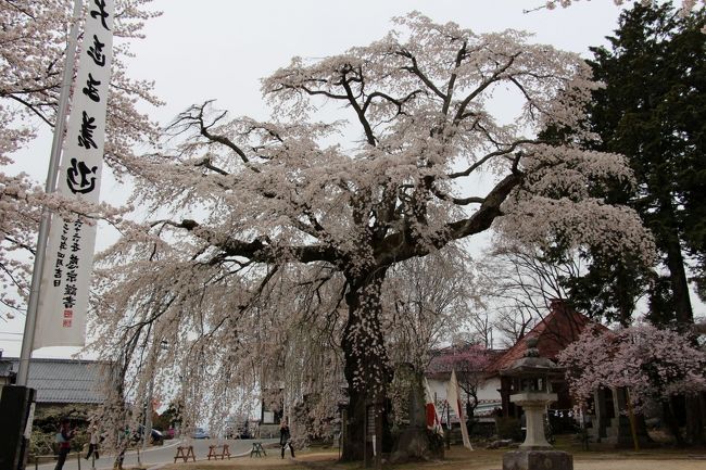 民法ＴＶで聞きなれぬお寺の名前を聞き、天然記念物の枝垂桜が満開!<br />こんな情報を入手し早速観に行くことにしました。<br />天気がイマイチでしたが、この時を逃すと桜が散ってしまうので泣く泣く出掛けました。<br /><br />中央自動車道松川ＩＣから車で２０分程度で到着です。<br />空はどんより曇っています。桜を撮るにはイマイチ・・・<br /><br /><br />（参照　瑠璃寺公式ＨＰ）<br />http://www.takamori.ne.jp/~t352209/