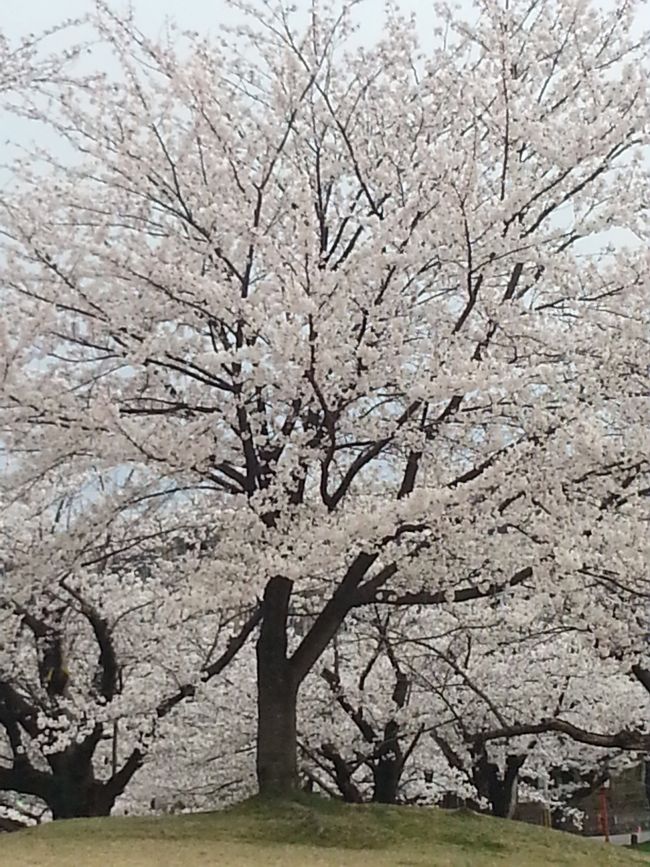 昨年、今年と二年連続で桜を見に行っています。