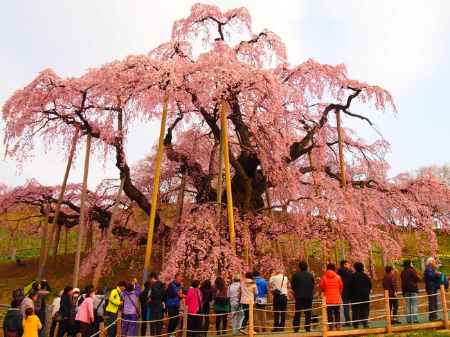 お天気に恵まれ、初の福島旅行を大満喫した週末～ ①念願だった三春滝桜の美しさ、あぶくま洞の不思議な魅力の鍾乳洞に感動!