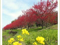 Solitary Journey［1370］天国に一番近い里（＊＾０＾＊）♪カラフルに彩られた山里は花桃天国でした。＜川角集落＞島根県邑南町