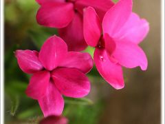 Solitary Journey ［1371］ 田んぼの法面に植えられた芝桜がきれいに開花していました。＜シバザクラの里、乃美地区＞広島県東広島市