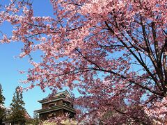 上田城址公園　１０００本桜の輝き