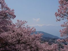 どっちを見ても桜・桜・桜！満開の高遠城址公園 高遠さくら祭り2014