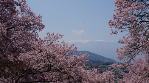 どっちを見ても桜・桜・桜！満開の高遠城址公園 高遠さくら祭り