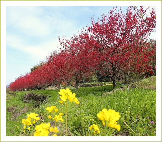 ■天国に一番近い里・川角(かいずみ)集落/島根県中南部邑南町<br /><br /> 天国に一番近い里、川角集落の花桃まつりが4/20日(日)から開催されました。<br /> 川角集落では、6年前から、耕作放棄地の棚田に花桃を植える事業に取組まれて、桃源郷づくりをされています。<br /> 地域住民が高齢者ばかりであり、標高も高い事から、通称天国に一番近い里と言われています。<br /> 川角(かいずみ)集落は島根県中南部邑南町に位置し、南は広島県安芸高田市・北広島町、東は広島県三次市に接する中国山地の県境の集落です。<br /> 標高350〜450mと高低差がある傾斜地に8世帯13名(平成26年)平均年齢約80歳が暮らす限界集落です。<br /> そこは多様な地形に囲まれた棚田は昭和の原風景を残しています。<br /> 昭和30年代頃は30戸約100人が暮らしていたそうですが、現在世帯数は減り、空き家や耕作放棄地が目立つようになっています。<br /> 「このままでは集落がなくなってしまう。私たちが門戸を開かなければ」と平成18年集落区長の日高忠正氏が中心となり、耕作放棄された棚田に花桃の植樹をはじめました。<br /> その後、花桃が美しく開花し見頃となる4月下旬には「花桃まつり」を平成24年より開催しています。<br /> 昨年はテレビで紹介されたこともあり、約1200人の行楽客で賑わいました。<br /><br />▼川角(かいずみ)集落 * 花桃まつり *<br /> 「美しい川角集落にしたい」という住民の想いから花桃を植えはじめ、現在は約1600本もの苗が育ち、毎年4月になると赤・白・紅白・桃色と色とりどりの花桃が咲き揃い、黄色い菜の花と共に春の棚田集落を美しく彩ります。※(株)コダマサイエンスNEWSより引用<br /><br />【手記】<br /> 春〜秋の世羅高原はわたくしの大好きな土地のひとつです。この日は朝から小雨が降っていました。現地は雨模様でお客さんはまばら、貸し切り状態のお花見となりました。<br /> 菊桃の丘を満を喫したあと、世羅高原農場のチューリップの咲き具合も覗いてきたのですが、開花はまだまだ先のようでした。<br /> それではと言うことで、園内で知り合った方が、花桃天国「天国に一番近い里」川角集落(島根県邑智郡邑南町)へ行かれるようなので、時間も十分あるし、わたくしもトコトコと行って参りました。ここは初訪でした。川角=かいずみ と読むんですネ。<br /><br /><お花見ルート><br />・菊桃の丘 ラ・スカイファーム/広島県世羅郡世羅町<br />・せらワイナリー/広島県世羅郡世羅町<br />・花桃天国 天国に一番近い里・川角集落/島根県邑智郡邑南町<br />・シバザクラの里、乃美地区/広島県東広島市豊栄町<br /> この日の行動距離、約310kmの車旅でした。
