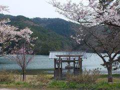 国立公園大山　野鳥観察会　☆　満開桜の赤松池　☆　　（自然公園財団　鳥取支部　大山事業地主催）