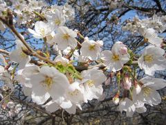 日本さくら名所100選　長瀞の桜　～青空に映える桜を見上げて～（後編）