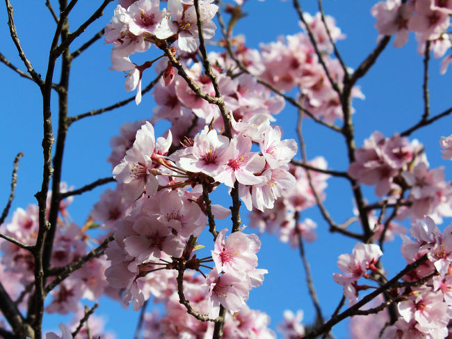 4月になると日本列島は桜前線で彩られる・・・・<br /><br />日本全国桜の名所はたくさんあるのに、ここ数年は、京都の桜ばかりを楽しんでいた私たち。<br />今年は、以前から行きたいと思っていた高遠の桜を見に行こう♪<br /><br />高遠まで行くのなら、折角だからもう少し足を伸ばしてまだ行ったことがない長野の善光寺に行きたいなぁ〜<br />じゃあ、泊まりだね♪<br />泊まるのなら2日目はどこに行こうか。。。。<br /><br />最近の私たちは長野といえば軽井沢ばかり。<br />一昨年、上高地や小布施を歩いて、わぁ、すごく素敵〜〜って思ったので、<br />安曇野も行ってみたかったけれど、でもでもでも・・・松本市内をきっちり観光したことないかも。<br />そういえば、松本城しか行ったこと無いわ〜<br /><br />というわけで、2日目は松本市内を散策して、旦那様の実家のお墓参りで完璧！<br /><br />たくさんの桜と美味しいものに恵まれた長野旅のご紹介です♪<br /><br /><br />高遠城址公園　　http://takato-inacity.jp/h26/<br />善光寺　　http://www.zenkoji.jp/index2.html<br />善光寺門前そばの会　　http://www.monzen-sobanokai.jp/top.html