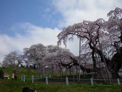 桜前線を追って（２）桜の里三春町　満開の滝桜