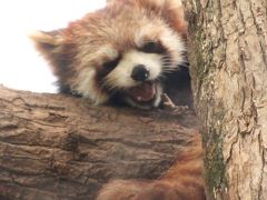 動物の赤ちゃんたちに会いたくて埼玉こども動物自然公園へ（２）カフェくんがいなくて寂しいレッサーパンダ舎でも元気そうだったラテくん・フォトジェニック乙女なリリィちゃん・屋内のやんちゃ顔のコウタくん＆小動物コーナーの新しい仲間のフェネックたち他