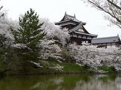 郡山城址公園で花見を楽しむ