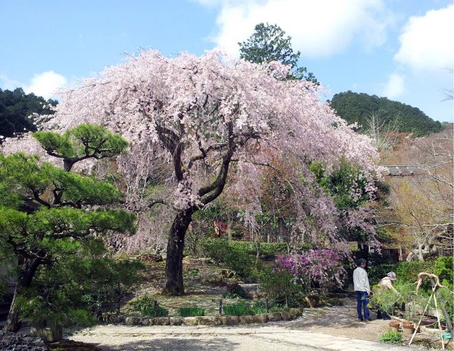 　昨日の洛東・洛中の桜から、今日は洛西へ向かい、保津川下りと嵐山一帯の桜を訪ねることにしました。<br /><br /><br />