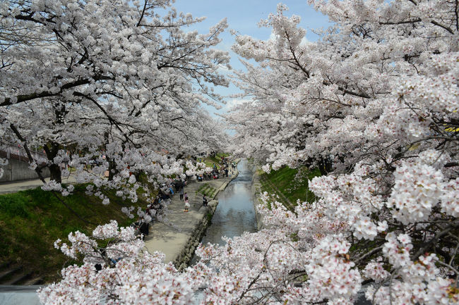 奈良県大和高田市・大中公園へ出掛けて、「高田千本桜」を楽しむ。<br />青空の下、満開のサクラを満喫する。<br />平日にもかかわらず、大勢の花見客で賑わっていた。<br /><br />その後、郡山城址公園にも、立ち寄る予定。<br /><br />・高田千本桜<br />　高田川畔の千本桜は、市制施行の１９４８年（昭和２３年）に植樹されたものです。千本桜は、樹齢６０年を超え、年輪を重ねた見事な桜並木を見ることができます。３月下旬から４月上旬にかけては、大中公園を中心に川の両岸南北２.５ｋｍにわたり、見事な花が続きます。夕闇とともに、ぼんぼりがともり、ライトアップされた夜桜を見物する人の波は絶えることがなく、桜の下で、楽しく、にぎやかに、宴が開かれます【大和高田市観光情報のページより】