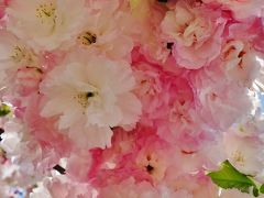 2014年花のまわりみち【造幣局広島支局】華やかな八重桜とライトアップされた幻想的な花園に感動！