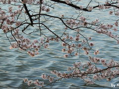 今年の桜はこれで見納め！福島桜撮影旅行(1)＜Day1　五百淵公園＞