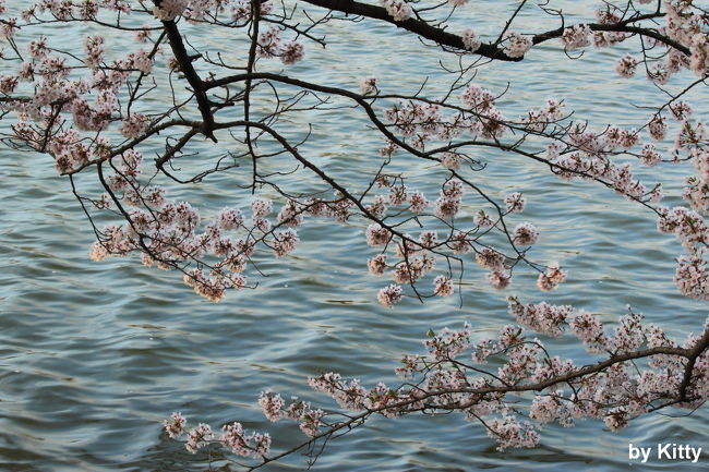 今年最後の桜は、福島・郡山で！！<br />所属しているフォトサークルで、郡山へ２泊３日の桜撮影旅行へ行ってきました。<br />日帰りの撮影実習は何回か参加したことあるものの、泊りがけの旅行は初めてでとってもワクワク♪<br />総勢30名強という大所帯、しかも行先は先生の気分(!?)で決めるというほぼミステリーツアーのような、いつもの旅とはまたひと味違う旅が体験できてとっても楽しかった〜♪<br />桜しか撮っていないというまさに桜三昧の旅、東京とは違う迫力ある福島の桜は今年の桜の締めにピッタリとなりました。<br /><br />=====================================================================<br /><br />初日は、午前中に同じ先生の別講座があったので、終わってから福島に移動。<br />先発組はすでに朝から郡山での撮影ツアーを開始していたけれど、それには合流できないので、同じ途中参加の仲間と五百淵公園の桜で自主練することに。<br />ため池沿いに咲く桜並木が美しいこの公園、写真撮るには少し難しかったけど、池に浮かぶような桜が綺麗でした☆<br />明日からの撮影に向けてよいウォーミングアップができてよかった♪<br /><br />=====================================================================<br /><br />【旅行日程】<br />１日目　　東京-郡山-五百淵公園（郡山泊）★<br />２日目　　福聚寺桜-花木団地-雪村桜-塩ノ崎大桜-平堂壇桜-五斗蒔田桜-芹が沢桜（郡山泊）<br />３日目　　滝桜-合戦場のしだれ桜-芹沢千年桜-山田の桜-民家の桜-東京<br /><br />