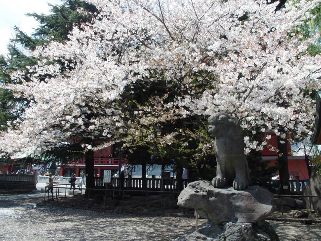 初めて参加した、はとバスツアーです。<br />靖国神社・千鳥ヶ淵〜隅田川桜・浅草寺コース。<br />朝8時20分東京駅発、ちょっぴり朝は早かったけど<br />桜を満喫出来るツアーでした。<br />