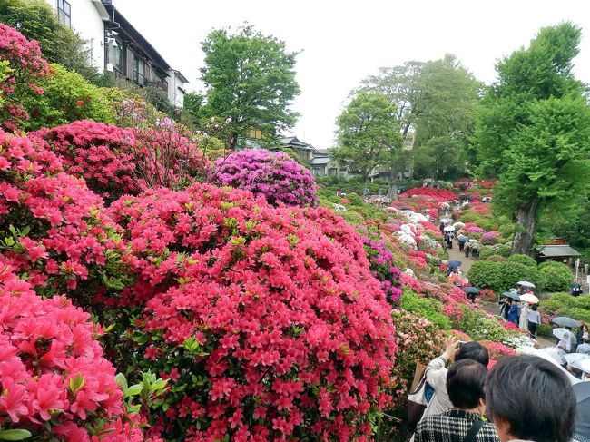 以前、ゴールデンウイークの時期に根津神社に行ったことがありますが、その時はツツジはもう終盤・・・もう一度、見頃の時期に見に行きたいと思っていましたが、前日のニュースでかなり咲いていることを聞き、出掛けました。<br />どうせ行くのなら、最近テレビでよく紹介している「谷根千(やねせん)」の散歩コースを歩くことにし、西日暮里から根津まで春の下町散策を楽しみました。<br />西日暮里は荒川区ですが、谷根千は台東区の谷中から文京区の根津・千駄木にかけての一帯を指す総称で、この地域は山手線内側にありながら、戦災をあまり受けず、また大規模開発を免れたため、一昔前の風情ある街並みが残っている所です。<br />最近は、このあたりも外国人観光客が多く、昔からの庶民文化に触れて写真を撮っている姿を見ると、日本の良さが世界に広まるんじゃないかと嬉しくなります。<br />谷中を訪れるのは初めてですが、多くのお寺があり、江戸の風情を残す寺町になっています・・・あちこち立ち寄りながら散策を続け、根津神社のツツジまで辿り着くと、この時期なので、かなりの人出が・・・根津神社のツツジの美しさと品種の多さに圧倒されながら、沢山の写真を撮り、楽しい春の一日を過ごしました。
