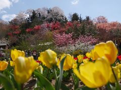 桜を追いかけ福島へ、花見山＆三春滝桜を巡るバスツアー