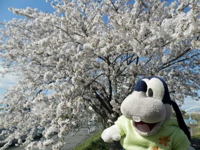 グーちゃんだよ。<br />恒例の春の本合宿！<br />春の合宿は桜の花見合宿で盛り上がるの！<br />満開から少し出遅れたけど<br />今年の鴨居の桜はどうなの？<br />ばもーーーす！