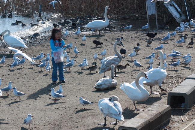 久しぶりに、潮来市水原の「白鳥の里」に行ってきました。<br /><br />表紙写真は、「白鳥の里」で野鳥の餌付けを楽しむ女の子。<br /><br />※ 2017.01.25 位置情報登録