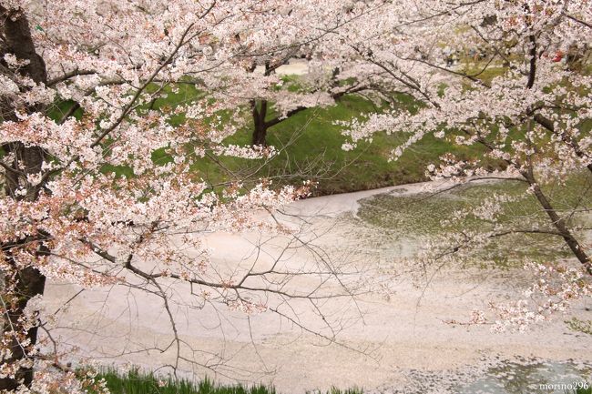 桜と温泉を楽しみに、一泊二日で信州・上田と小諸へで出掛けました。<br /><br />今回の旅は、先輩二人と１ヶ月以上も前から日程調整をして決めたのですが、直前まで桜の開花状況と空模様に気をもむこととなり、改めてお花見の旅の難しさを実感しました。<br /><br />（１）上田城 千本桜まつり<br /><br />真田氏の居城・上田城跡に咲き乱れる千本の桜を期待していましたが、満開の見頃は少し過ぎていたものの、堀の水面を埋め尽くす桜の花びらを楽しむことが出来ました。<br />（コメントは、上田城跡公園ｶﾞｲﾄﾞﾏｯﾌﾟを参照）<br /><br />＊−−−−−−−−−−−−−−−−−−−−−−−−−−−−−−−＊<br />旅行記は次の４部構成となります。<br />４月２０日<br />（１）上田城 千本桜まつり<br />（２）別所温泉散策<br />４月２１日<br />（３）塩田平 歴史探訪<br />（４）小諸　懐古園の桜まつりと街歩き