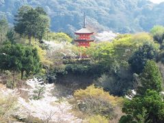 京都春爛漫の桜行脚 ① ー 丸山公園から南禅寺まで