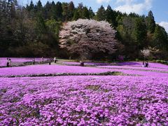 犬連れで神戸牛！そして芝桜