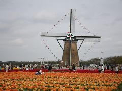 ２０１４年２人合わせて１２０歳「オランダの香りに誘われて・・・」行ってきました佐倉チューリップ祭り