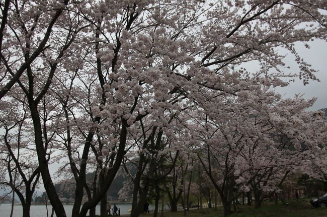 今年は、諸事情があり、近隣の花見を楽しむ事が出来なかった為、<br />桜観賞に出掛けて来た・・・<br /><br />が、当日の現地は、酷寒でゆっくりと花見を楽しむには至らず。<br /><br />西湖周辺は、ＧＷの花見が可能かも、当日は何処もつぼみの状態<br />だった。