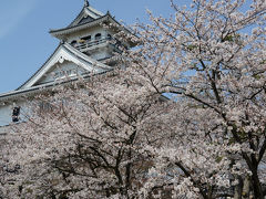 長浜城（豊公園）での花見