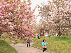 春爛漫！花巡りの旅　（1泊２日）　広島造幣局「花のまわりみち」編　２−１