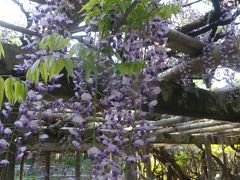 越谷・久伊豆神社で藤とつつじを見てきました