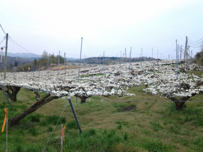 広島県の世羅台地、今は梨の花で白一面です。秋に美味しい梨を提供してくださる梨農家さんに感謝、感謝です｡