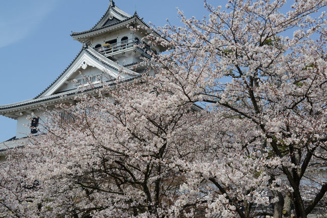 湖北に出掛けて、サクラを楽しむ。<br />午前中に訪れたのが、長浜。　<br />「さくら１００選の地」の豊公園での花見を楽しみ、<br />長浜城歴史博物館を拝観し、そして、黒壁スクエアを散策する。<br /><br />午後は、彦根城を訪ねて、ひこにゃんとデート予定。<br /><br />・豊公園<br />　江戸時代前期に廃城となった長浜城。その城跡に明治４２年作られたのが豊公園です。長浜城主だった豊太閤・豊臣秀吉にちなんで「豊公園」と名付けられました。公園内には長浜城歴史博物館をはじめ、音楽が流れる洋風庭園や噴水、児童公園、プールやテニスコートもあります。長浜城歴史博物館を囲むように桜の木が植えられており、春にはソメイヨシノを中心に約８００本の桜が一斉に咲き誇ります。「日本さくら名所１００選」に選ばれおり、長浜城の天守閣（展望台）から見る眺めは、さながら桜の海の様で壮観です。また、期間中開花にあわせ数日間夜間ライトアップされます【滋賀県観光情報のページより】<br /><br />・黒壁スクエア<br />　滋賀県長浜市旧市街にある、伝統的建造物群を生かした観光スポット。江戸時代から明治時代の和風建造物の連続性が高い情緒ある町並みとその古建築を活用したギャラリー、ガラス工房等の文化施設、レストラン、カフェ等が集積するエリアで、また西日本最大のガラス芸術の展示エリアとして知られ、年間約２００万人の観光客が訪れる湖北随一の観光スポット【長浜・米原・奥びわ湖を楽しむ観光情報サイトのページより】<br /><br />長浜城歴史博物館　入館料　４００円<br /><br />・長浜・米原・奥びわ湖を楽しむ観光情報サイトのＨＰ<br />　　　　http://kitabiwako.jp/　