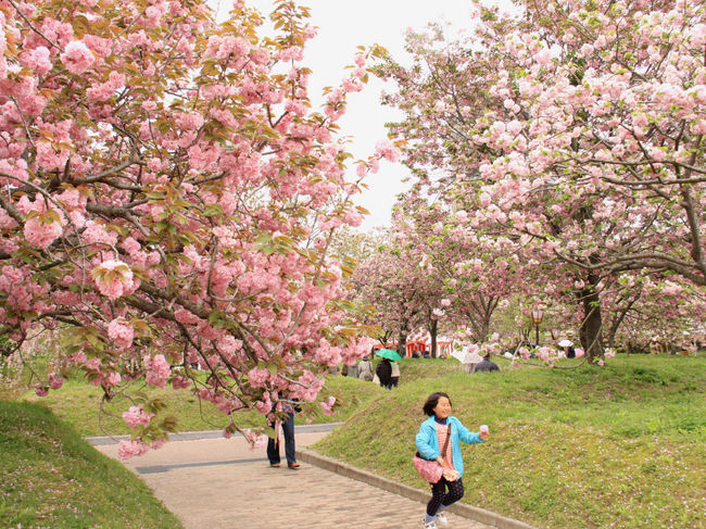 広島造幣局「花のまわりみち」と、世羅甲山ふれあいの里「しだれ桜の並木道」、青木水仙公園の水仙や、ラ・スカイファームの「菊桃の花まつり」様々な花が楽しめる花めぐりの旅にでかけました。<br />桜の花はやや見頃は過ぎたようでしたが、満開の水仙や菊桃、さらには道中で思いがけず可憐なミツバツツジの花を楽しんできました。<br />１日目<br />年に7日間だけの公開！広島造幣局の「花のまわりみち」を散策して、竹原に寄り道。宿泊地の尾道に向かいます。<br />写真は広島造幣局の「花のまわりみち」<br />