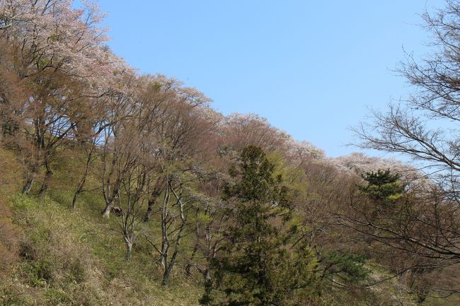 お天気いいので、ちょっと寄り道山城へ<br /><br />国道から見ると山がピンク色に染まってます。<br /><br />県民の森の道はよく通りますけど、岩切城は初めて行きました。<br /><br />平日は、穴場と思う『岩切城祉』の桜<br /><br />