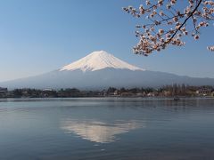 世界文化遺産　「フジヤマ！！　ビューティフル！」　桜＆河口湖