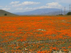 カリフォルニア州の州花「ポーピー」が満開で見渡すかぎりオレンジ色の絨毯でした。