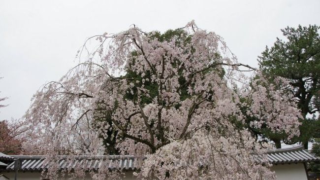 遅咲きの八重桜、枝垂れ桜、御室桜を堪能しようと京都を訪ねました。東海ツアーズの50プラスで新幹線とホテルのセットで格安に回ることができました。　ホテルは四条通りに面し、アクセスが良い、ホテルマイステイズ京都四条をチョイス。　これは大正解◎でした。　部屋は和風モダンでステキだし、夜8時までコーヒー、抹茶ミルクも飲み放題。　マッサージサロンもあり、歩きつかれた足のフットケアも頼めました。　外国人の観光客が多かったような気がします。　パックツアーだから詳細はわからないけれど、コスパも高いと思われます。<br /><br />朝8時半ごろ京都駅に到着。　すぐに市バス1日乗車券を購入しホテルへ。　二条城方面の市バス50番に乗って10分程で下車。<br />ホテルフロントで荷物を預かってもらい、ロビーでコーヒーをいただきながら、醍醐寺へのアクセスを確認する。　地下鉄で行こうか、バスにしようか迷った挙句、徒歩2分のバス停へ。　京都駅八条口から直行バスで30分。　または三条京阪から醍醐快速で40分。　最初に来たバスに乗り、三条京阪経由で10時半ごろ醍醐寺到着。<br /><br />まず初めに三宝院を訪ねるが、残念なことに太閤しだれ桜は終わっていまいた。　しかし庭園は素晴らしかった。次の霊宝館では八重咲きの桜が美しく、堪能しました。　そして数々の重要文化財や国宝に圧倒されました。<br />午後1時からの太閤行列にはたくさんの人が集まって来たので、出発地点の唐門辺りで待つことに。<br /><br />結局京都駅に戻ってきたのは3時ごろでした。　その後、空白の2時間が．．．<br />夕方祇園方面へ。　祇園白川の柳のもと散策し、残った八重桜を愛で、新橋通りで芸妓さんに遭遇。　もう遅いと思ったが、どうしても行きたかった円山公園の夜桜観賞へ。　ライティングのマジックで何とか見れたって感じかな。<br />ライトアップ最終日のため、夜店もたくさんあり、昔ながらのお化け屋敷もあったりして、タイムスリップした気分？！<br />歩きつかれて、長い1日目が終了。　バスでホテルへ帰る。　夜中に何度も足がつって！！　痛〜い！！<br />