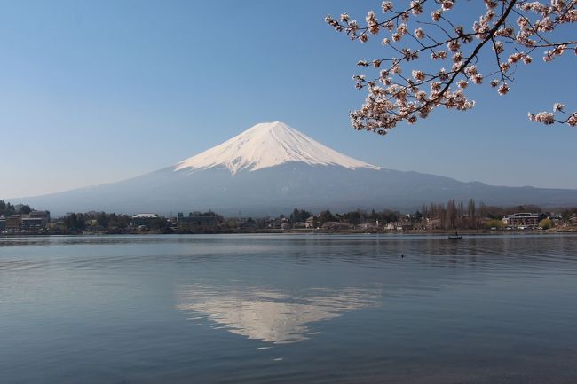 世界文化遺産に決定してから、富士山を見てみたいと考えていました。<br />車の観光情報誌に桜と富士山の写真を見つけてから、<br />桜が咲く時期を狙っていました。天気予報とニラメッコしながら、この日を選びました。<br />週末には天気が崩れるみたいなので、<br />「河口湖桜まつり」の開催時期に合わせ、<br />平日に仕事を休んでのお出かけです。<br /><br />ＡＭ6：00自宅出発<br />中央自動車道　<br />一宮御坂ＩＣ→御坂トンネル→河口湖<br /><br />一宮御坂ＩＣを降りてＲ137（御坂みち）を河口湖目指して<br />峠道を登ってゆきます。２車線になっているのでスムーズに<br />ストレスなく登っていけます。<br />御坂トンネルを抜けると、もうすぐ河口湖です。<br />天気が良いので期待して峠を下ってゆきます。<br /><br /><br />予定では河口湖から忍野八海、出来れば山中湖まで<br />回りたかったのですが・・・<br /><br /><br /><br />（参照　河口湖桜まつり）<br />http://www.fujisan.ne.jp/up_img/info/775/if_ex_f_00000001.pdf