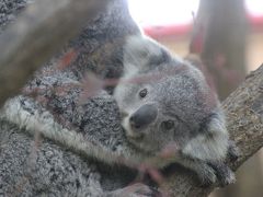 動物の赤ちゃんたちに会いたくて埼玉こども動物自然公園へ（４）東園：コアラのエミちゃんの名付け親になれて嬉しい@＆ワラビーとカピバラの赤ちゃんに会いたい！