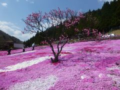 色鮮やかな 花のじゅうたん・・郡上八幡　国田家の芝桜・・・・・・