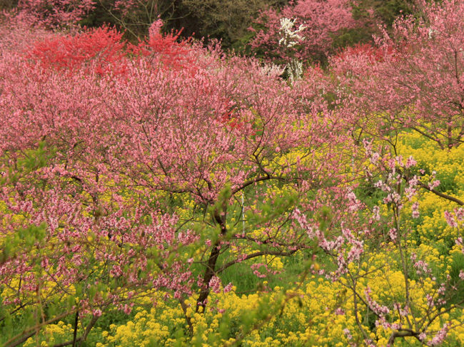 広島造幣局「花のまわりみち」と、世羅甲山ふれあいの里「しだれ桜の並木道」、青木水仙公園の水仙や、ラ・スカイファームの「菊桃の花まつり」。様々な花が楽しめる花めぐりの旅にでかけました。<br />桜の花はやや見頃は過ぎたようでしたが、満開の水仙や菊桃、さらには道中で思いがけず可憐なミツバツツジの花を楽しんできました。<br /><br />２日目は、世羅甲山ふれあいの里「しだれ桜の並木道」、青木水仙公園「水仙まつり」、ラ・スカイファーム「菊桃の花まつり」の世羅高原の花めぐりです。<br />写真はラ・スカイファームの“桃源郷” <br />