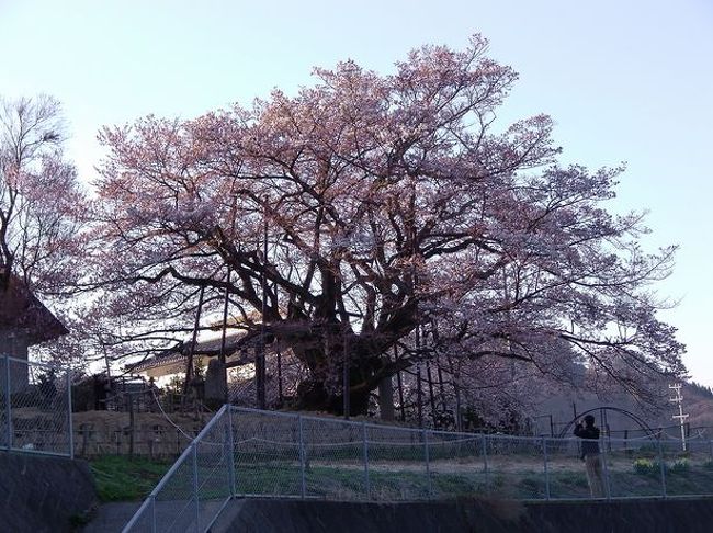 素桜神社境内にあるエドヒガン。根回り9m・目通り周囲11.3m・樹齢は約1200年と推定。<br /><br />残念ながら、五分咲きでしたが、地元の人に聞いた話によりますと、満開時は真っ白になるので<br /><br />今が、色が入っていい感じらしいです。<br /><br />スライドショー<br /><br />http://youtu.be/h5HUofPNGfQ<br /><br />